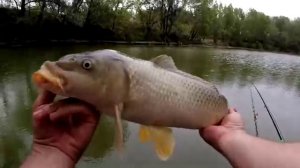 Карпы на поплавок из гусиного пера