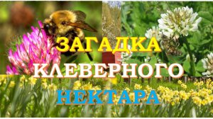 Какой клевер лучше для пасеки? Клеверный медосбор: погода, почва и хитрости пчеловода