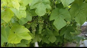 Самый устойчивый и вкусный виноград кишмиш Юпитер в Волгоградской области 24.06.2025 год.