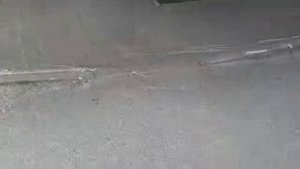 В поисках грибов