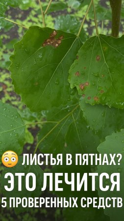 5 лучших средств от болезней растений 🌿