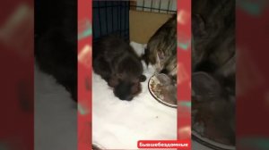 Бывшебездомные в Приюте. 
СЧАСТЛИВЫ! Живы.