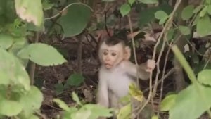 Обезьянка малышка одна в лесу Надрывно кричит зовёт маму