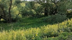 25.06.2025.Усадьба Парк Кино Ляхово. Парк Кошек.Домодедово. Обзор проделанных работ.Московская облас