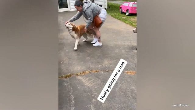Полезное Видео С Забавными Собаками Чтобы Правильно Начать Неделю