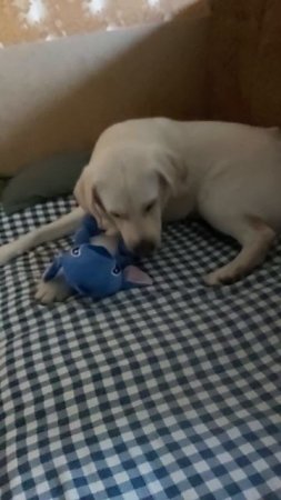 Новая игрушка Стич