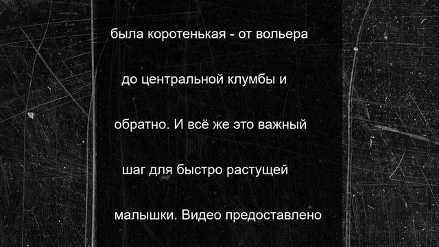 Юная Карамелька впервые прогулялась по Челябинскому зоопарку. Видео
