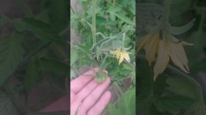 Сходила на дачу. Собираю липу.