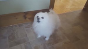 Кавер от Животных,на песню Утиные Истроии