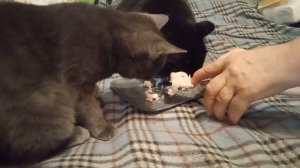 Фаршик кушают хорошо.