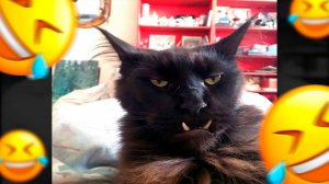 САМЫЙ СМЕШНОЙ КОТ В ИНТЕРНЕТЕ! ПРИКОЛЫ С КОТАМИ 😂