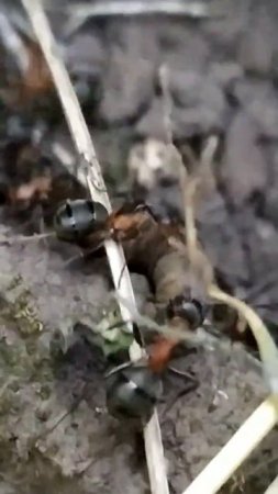 red forests ants