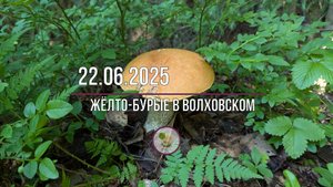 Жёлто-бурые июньские подосиновики в Волховском районе.