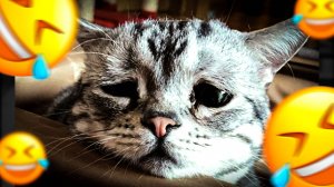 НАД ЭТИМ КОТОМ ВСЕ СМЕЮТСЯ! А ТЫ? ВИДЕО ВЗОРВАЛО ИНТЕРНЕТ