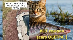 😽 КОТ сожрал всего ОСЁТРА 🦈