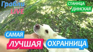 943 серия 24.06.25 Хорошо что в доме есть собака/ Жизнь в станице Динская после переезда на Юг