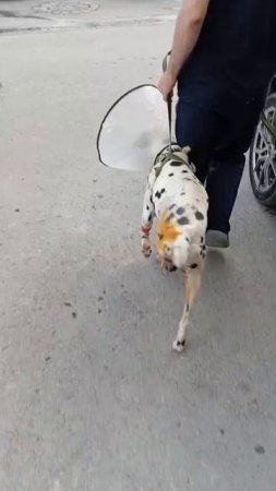Лотос продолжает лечение и просит помочь в лечении