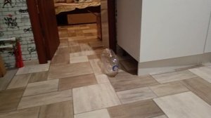 Я заберу этот мячик и начну играть!
