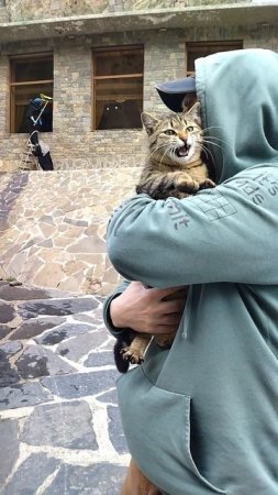 кошка отдых не любит на руках