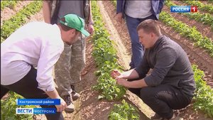 От работы костромских студентов зависит качество чипсов известных брендов