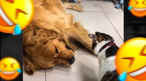 СОБАКЕ СТАЛО ПЛОХО! ХАХАХА ПРИКОЛЫ С ЖИВОТНЫМИ