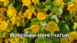 Коврик из цветов