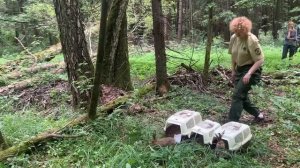 🐇В национальный парк «Лосиный остров» выпустили шесть зайцев-беляков🐇