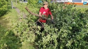 После сильного ветра юные казачки 12 школы навели порядок в памятном месте (26.06.2025)