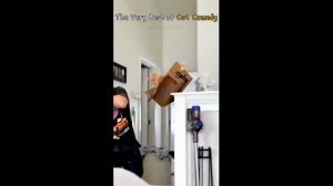 Смешные котики - часть 15
