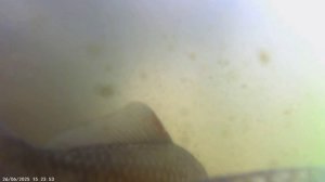 Жители Барановского пруда.