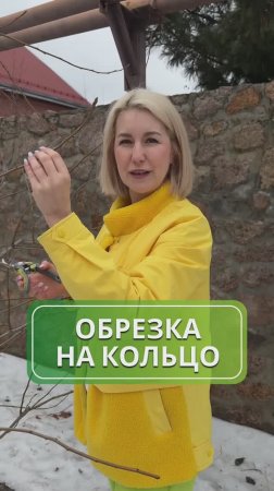 Обрезка на кольцо: что это и зачем нужна? 🌳