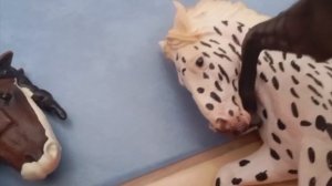 Челси воспоминания