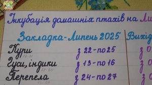 Секреты успешной инкубации домашних птиц в июле 2025