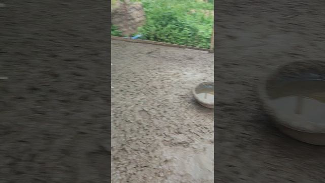 С птичками в любую погоду 🌧