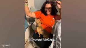 Самые маленькие и смешные СОБАКИ на Земле - Лучшие видео с чихуахуа