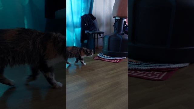 КОШКА ВЕРНУЛАСЬ ДОМОЙ / МЯУРИЦИО СНОВА ДОМА / 26. 06. 2025
