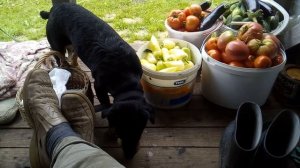 Арни ест перец