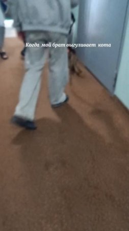 гуляем возле отеля ( мой брат выгуливает кота) Марсик #бурма# #смешной котик#