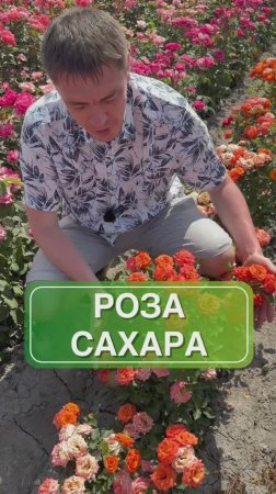 Цветовой акцент в вашем саду 😍