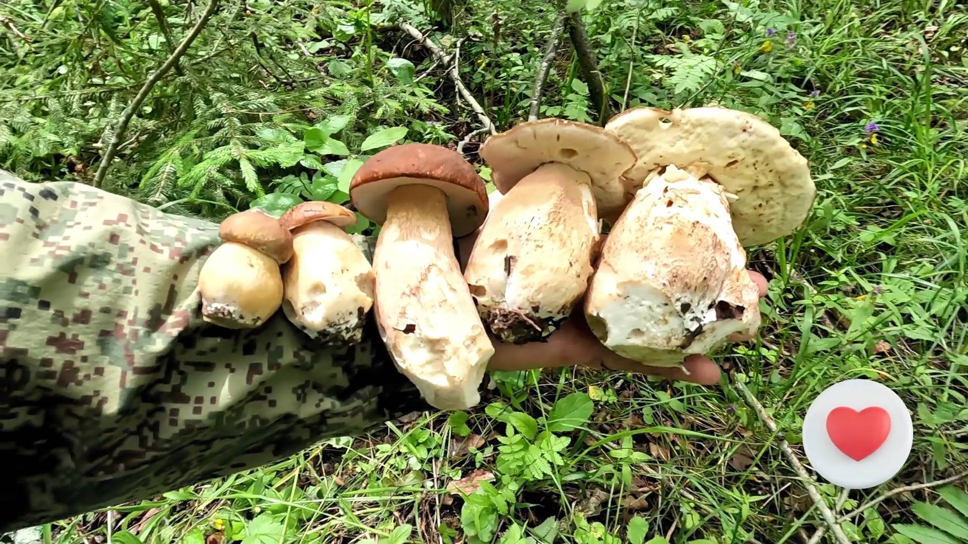 ❗ГРИБЫ ПОПЁРЛИ В ПОДМОСКОВЬЕ 25 ИЮНЯ 2025 👉БЕЛЫЕ🍄ПОДБЕРЁЗОВИКИ🍄ЛИСИЧКИ🍄ЛЕТНИЕ ОПЯТА