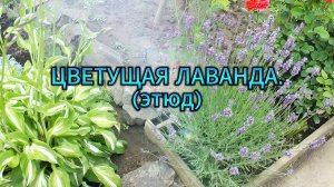 Цветущая лаванда (этюд)