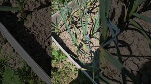 ТОЙКА ПОПАЛА В GROW A GARDEN🏡🌹