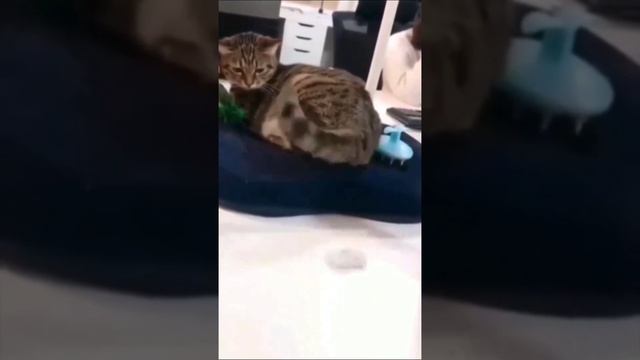 Кошачий спецназ