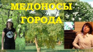 МЕДОНОСЫ ГОРОДА