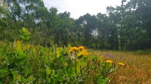 🌻 Лесная терапия с целебными частотами