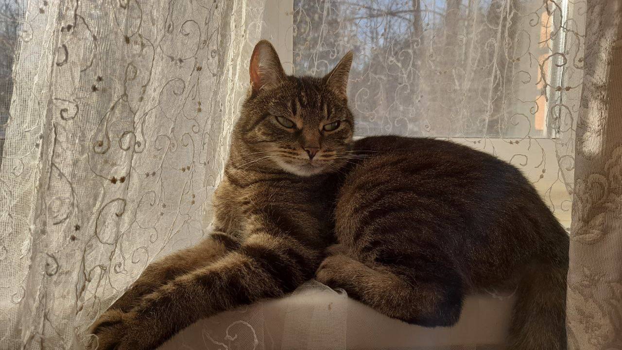 Как Сонечка убираться помогает! #котики