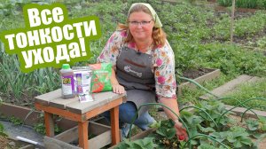Как ухаживать за клубникой после плодоношения? 3 важных шага!