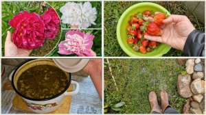 Заливает дождями! УРОЖАЙНАЯ КЛУБНИКА. Мои ПИОНЫ.