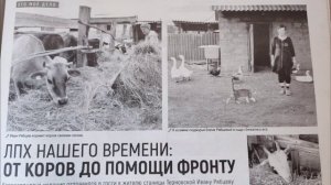 К чему приводить любовь к лошадям?