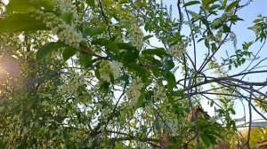 Весеннее цветение кустарников на нашем участке.